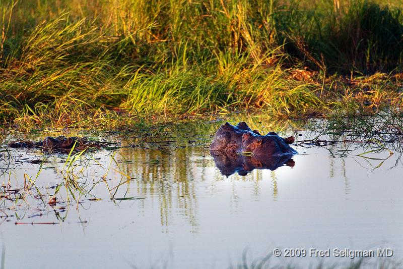 20090614_085908 D300 X1.jpg - Hippos can share the same territory as white rhinos